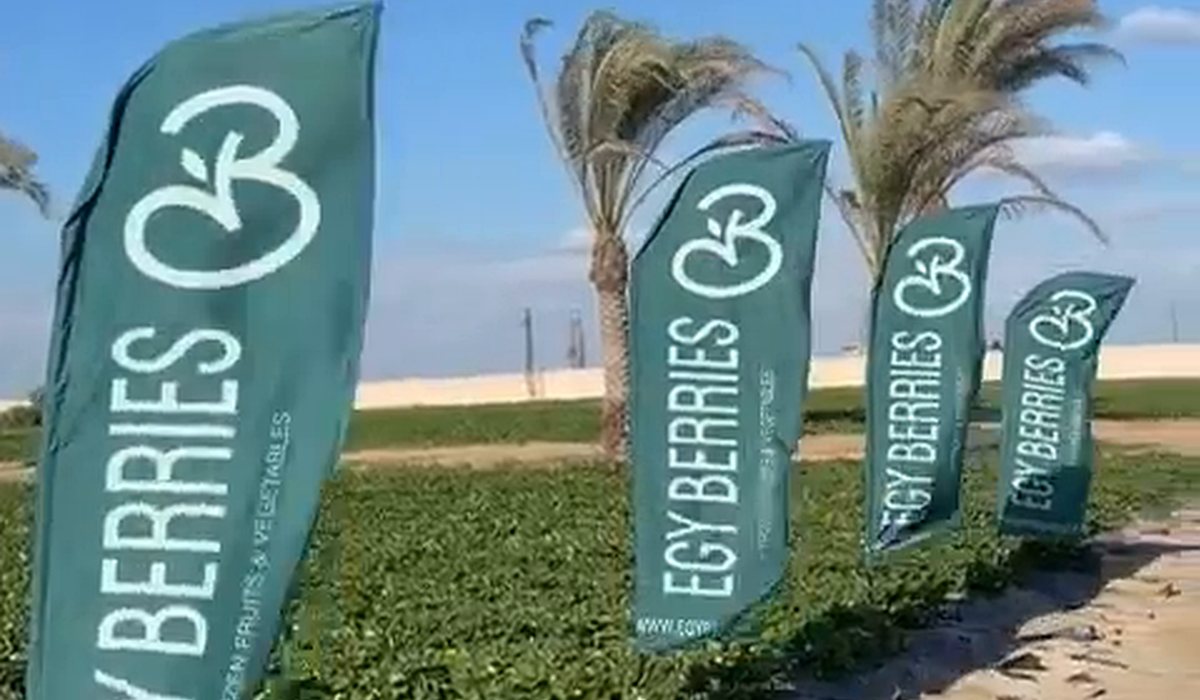 Egypt's Strawberry Area Grows, but Yields per Hectare Fall - Egy Berries