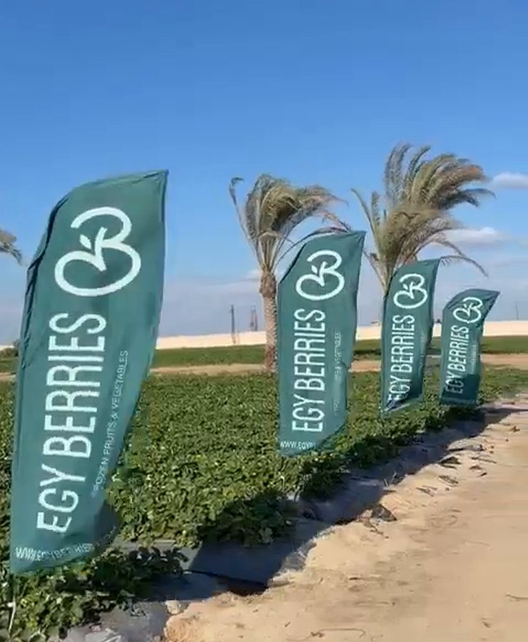 Egypt's Strawberry Area Grows, but Yields per Hectare Fall